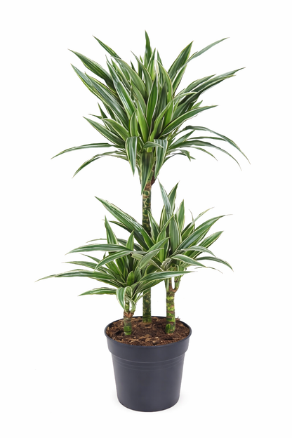 Dracaena Warneckei / Drakenbloedboom Ø21cm H100cm
