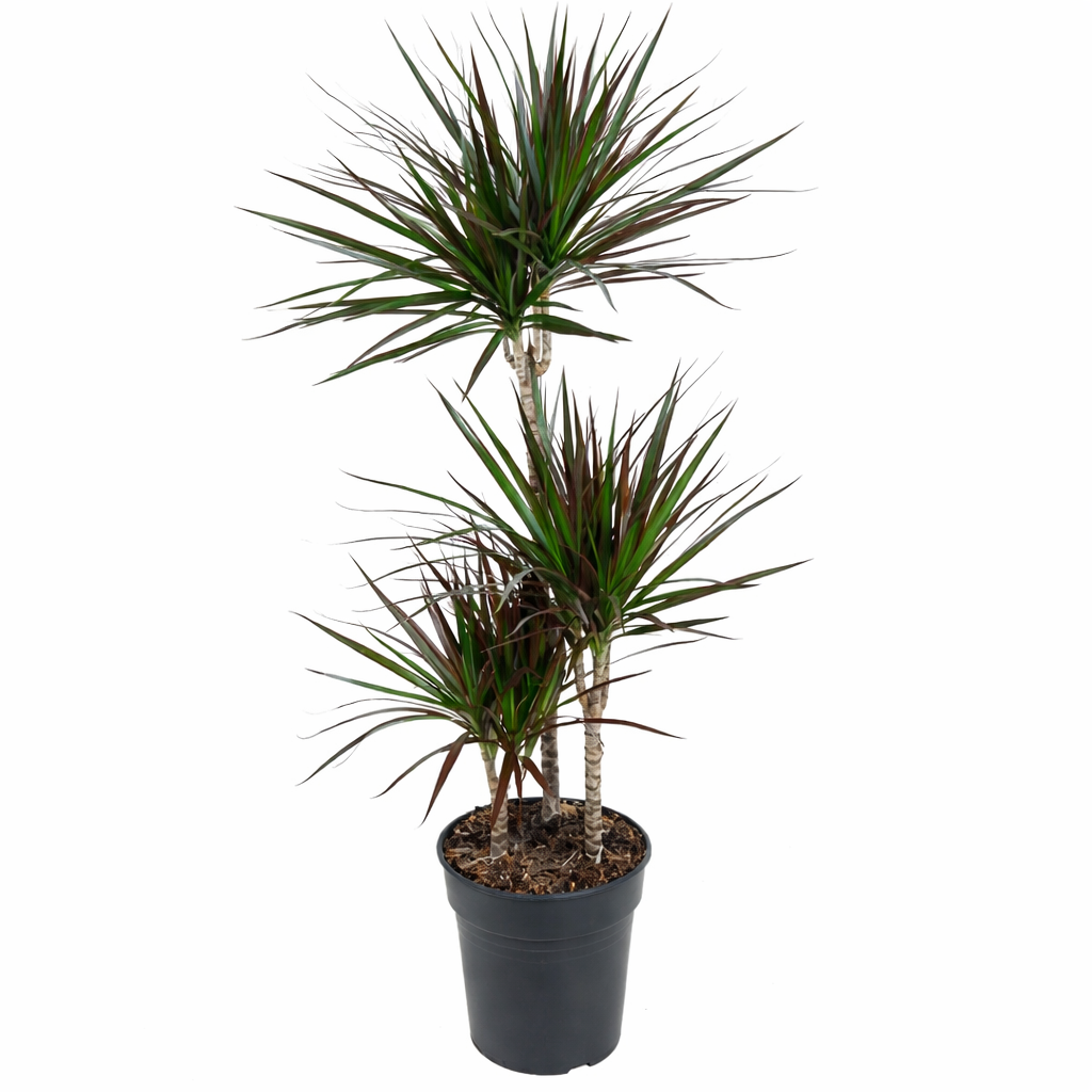 Drakenbloedboom Magenta - Dracaena Marginata (Ø21cm, 100cm hoog)