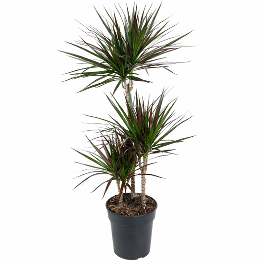 Drakenbloedboom Magenta - Dracaena Marginata (Ø21cm, 100cm hoog)