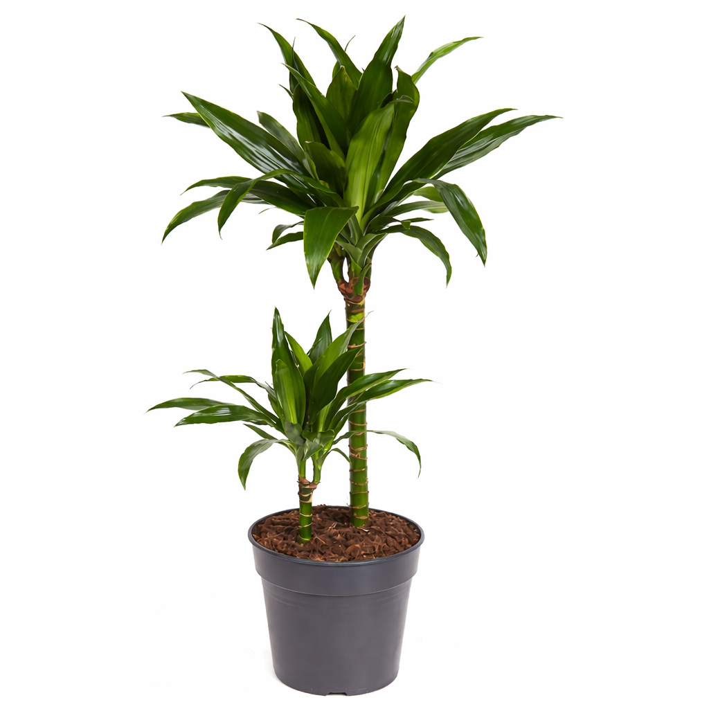 Drakenbloedboom Janet - Dracaena (Ø19cm, 90cm hoog)