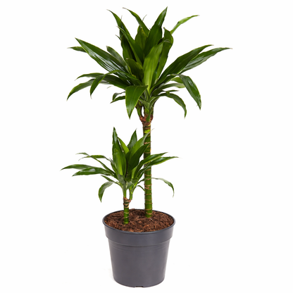 Drakenbloedboom Janet - Dracaena (Ø19cm, 90cm hoog)