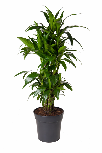 Dracaena Janet / Drakenbloedboom Ø24cm · H120cm