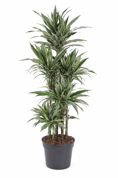 Dracaena Warneckei / Drakenbloedboom Ø34cm H160cm
