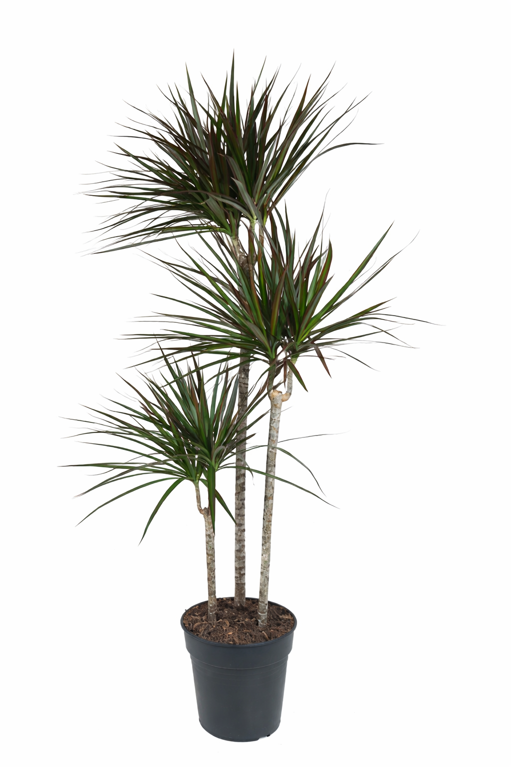 Dracaena marginata Magenta / Drakenbloedboom Ø24cm H150cm