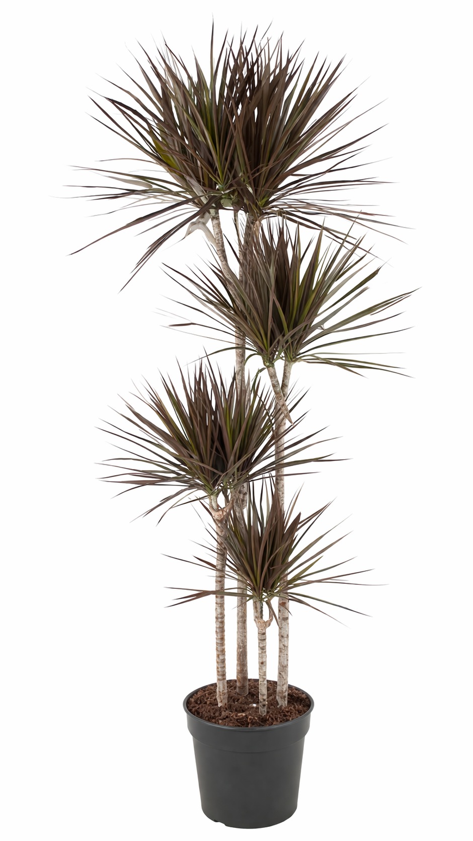 Dracaena marginata Magenta / Drakenbloedboom Ø27cm H180cm