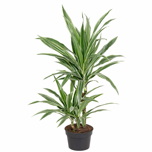 Dracaena Warneckei / Drakenbloedboom