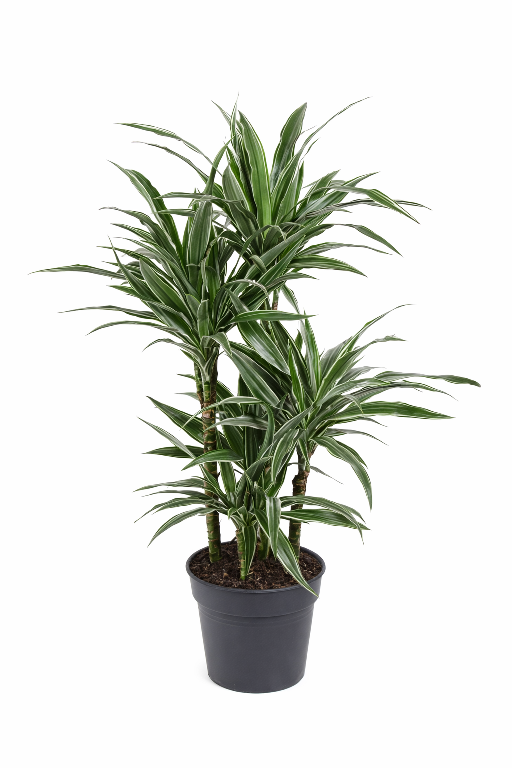 Dracaena Warneckei / Drakenbloedboom Ø24cm H120cm