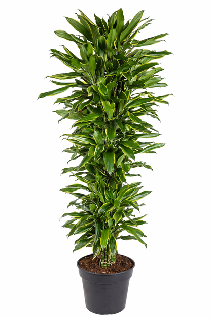 Drakenbloedboom Gold Coast - Dracaena (Ø21cm, 90cm hoog)