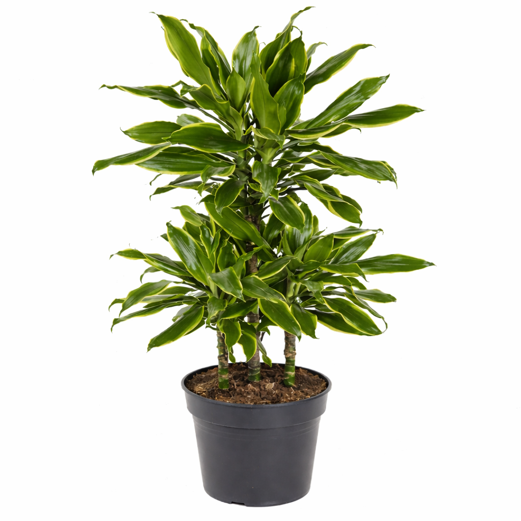 Drakenbloedboom Gold Coast - Dracaena (Ø21cm, 90cm hoog)