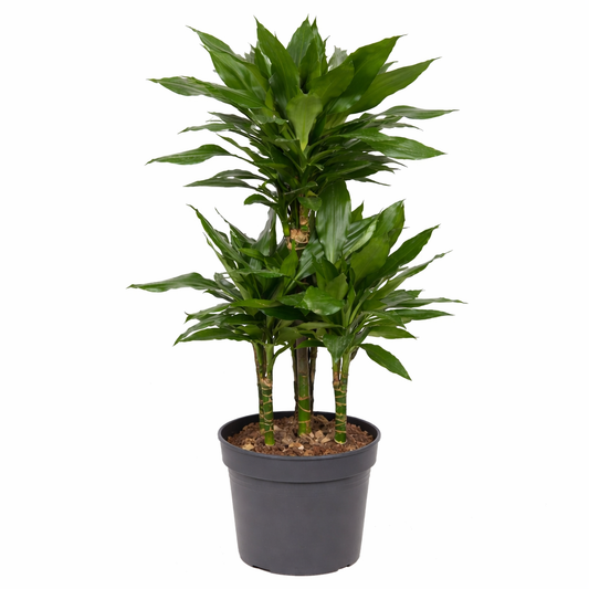 Dracaena Janet / Drakenbloedboom Ø21cm · H100cm