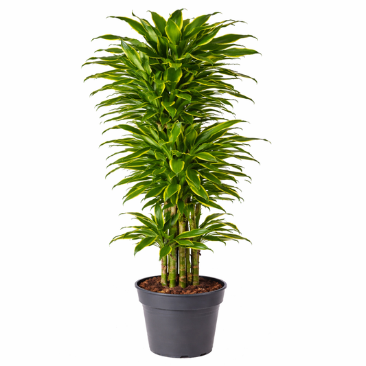 Dracaena Gold Coast / Drakenbloedboom Ø31cm · H140cm