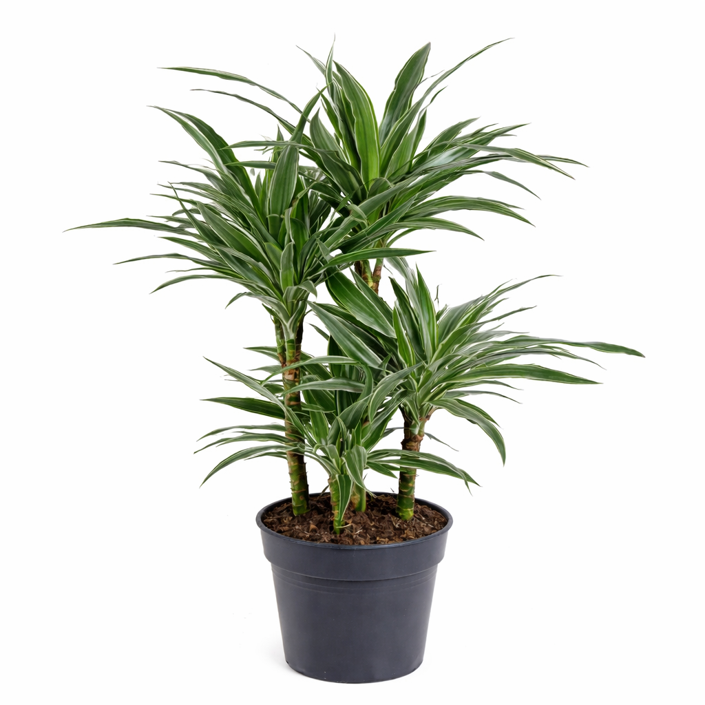 Dracaena Warneckei / Drakenbloedboom Ø24cm H120cm
