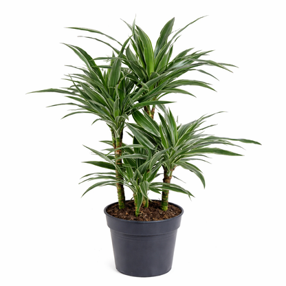 Dracaena Warneckei / Drakenbloedboom Ø24cm H120cm