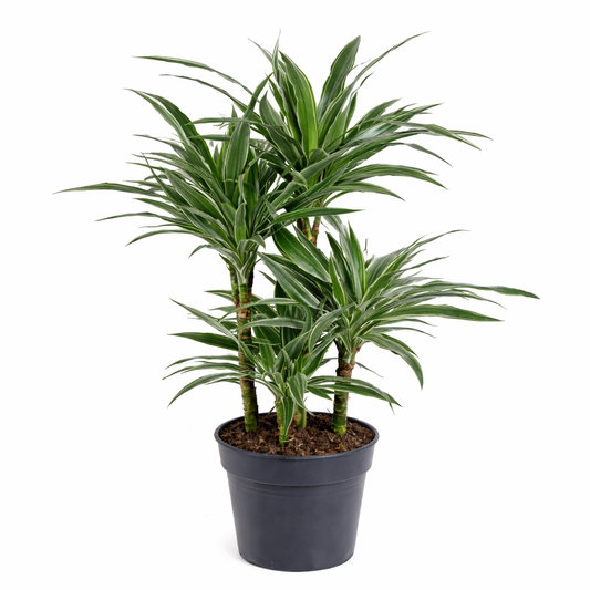 Dracaena Warneckei / Drakenbloedboom Ø24cm H120cm