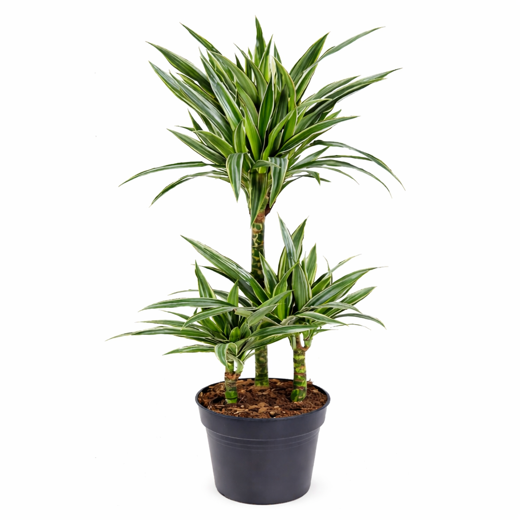 Dracaena Warneckei / Drakenbloedboom Ø21cm H100cm