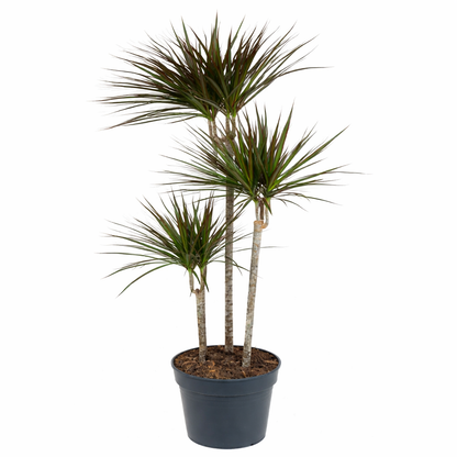 Dracaena marginata Magenta / Drakenbloedboom Ø24cm H150cm