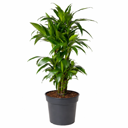 Dracaena Janet / Drakenbloedboom Ø24cm · H120cm