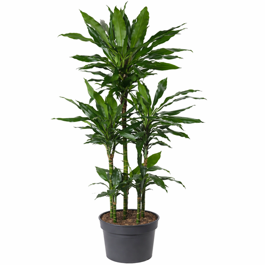 Dracaena Janet / Drakenbloedboom Ø31cm · H160cm