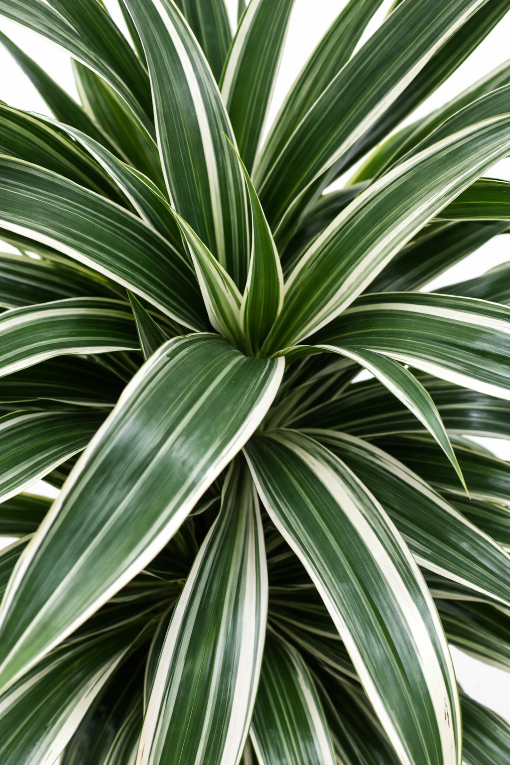 Dracaena Warneckei / Drakenbloedboom Ø34cm H160cm