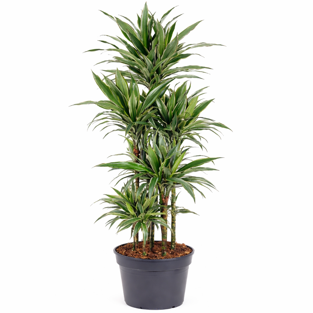 Dracaena Warneckei / Drakenbloedboom Ø34cm H160cm