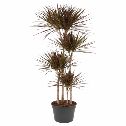 Dracaena marginata Magenta / Drakenbloedboom Ø27cm H180cm