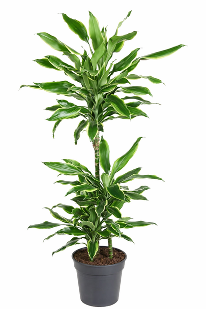 Drakenbloedboom Gold Coast - Dracaena (Ø21cm, 90cm hoog)