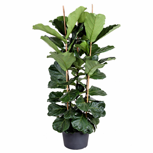 Ficus Lyrata / Tabaksplant / Vioolbladplant Ø40cm H170cm