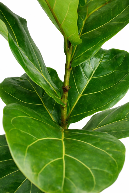 Ficus Lyrata / Tabaksplant / Vioolbladplant Ø40cm H170cm