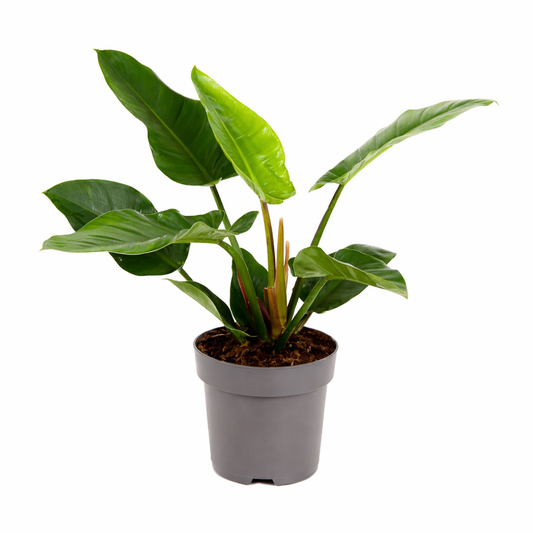 Philodendron Imperial Green (Ø13cm, 40cm hoog)