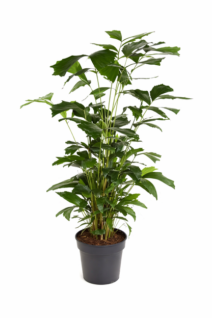 Caryota mitis / Vissenstaartpalm Ø31cm H160cm