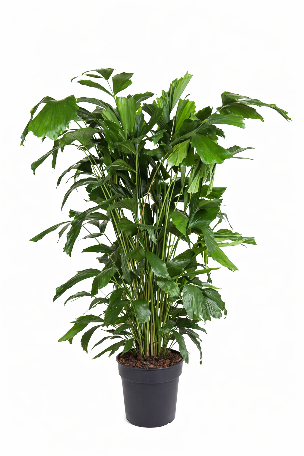 Caryota mitis / Vissenstaartpalm Ø27cm H140cm