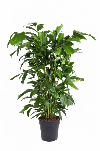 Caryota mitis / Vissenstaartpalm Ø27cm H140cm