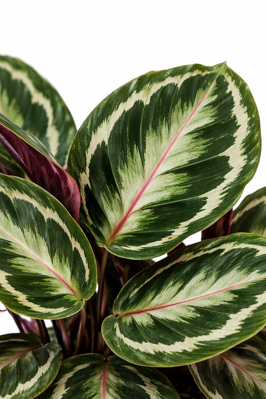 Calathea medallion / Pauwenplant Ø27cm H90cm