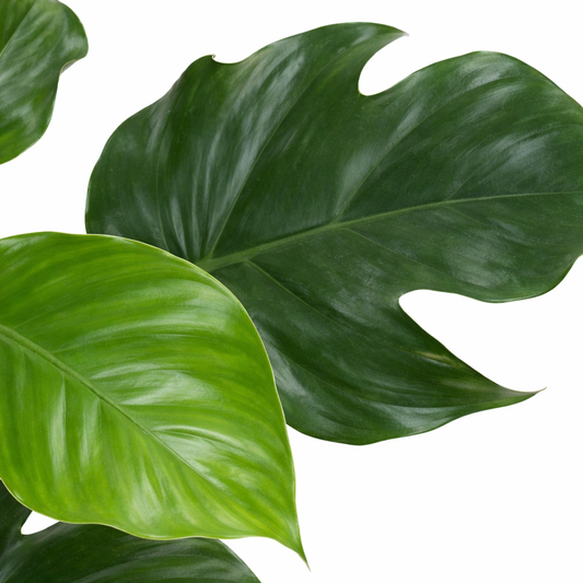 Philodendron Red Wonder (Ø19cm, 60cm hoog)