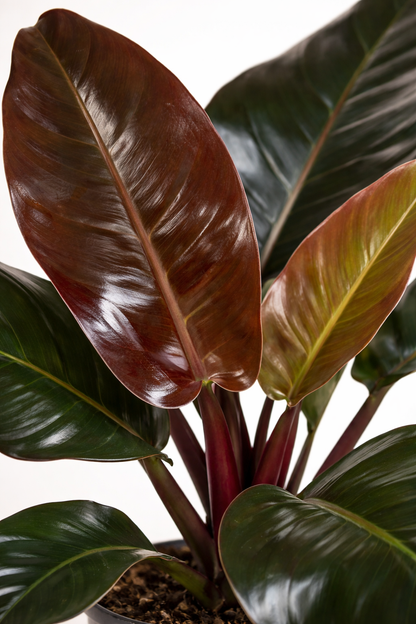 Philodendron Imperial Red (Ø19cm, 60cm hoog)