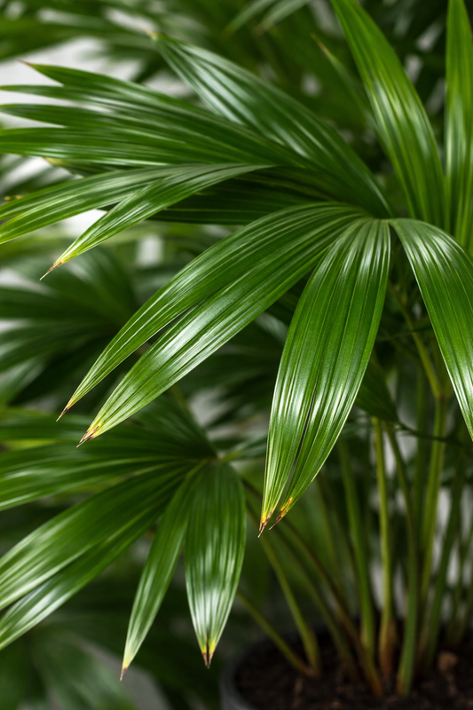 Livistona Chinensis / Chinese schermpalm Ø30cm H140cm
