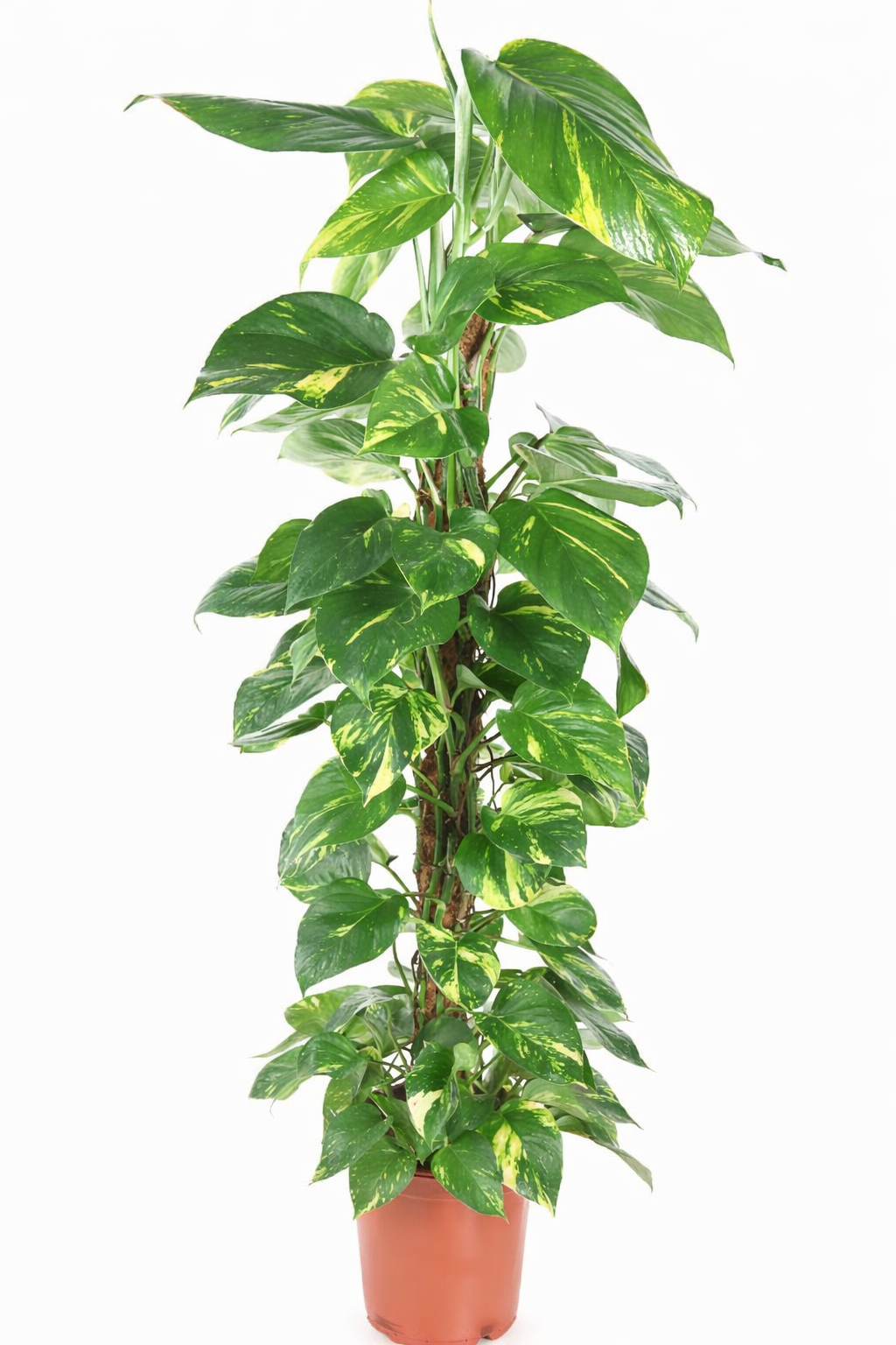 Epipremnum Pinnatum - Drakenstaart Ø21cm · H100cm