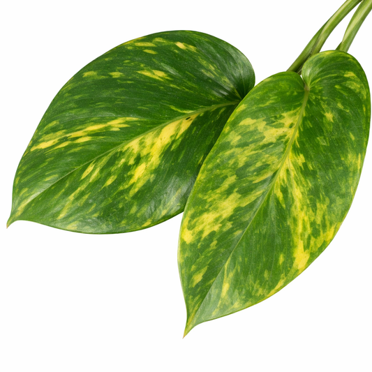 Epipremnum Pinnatum - Drakenstaart Ø27cm · H150cm