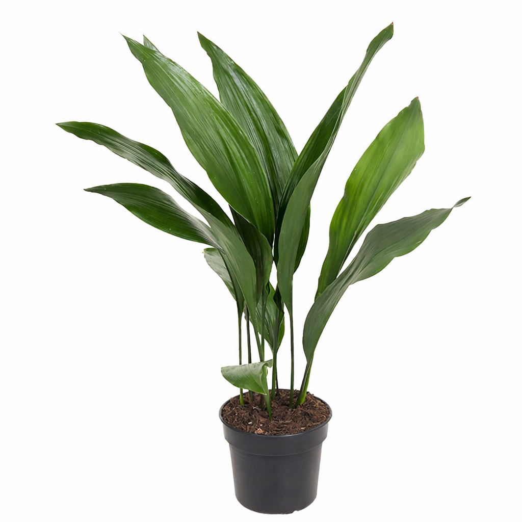 Aspidistra Elatior - Kwartjesplant Ø17cm · H70cm