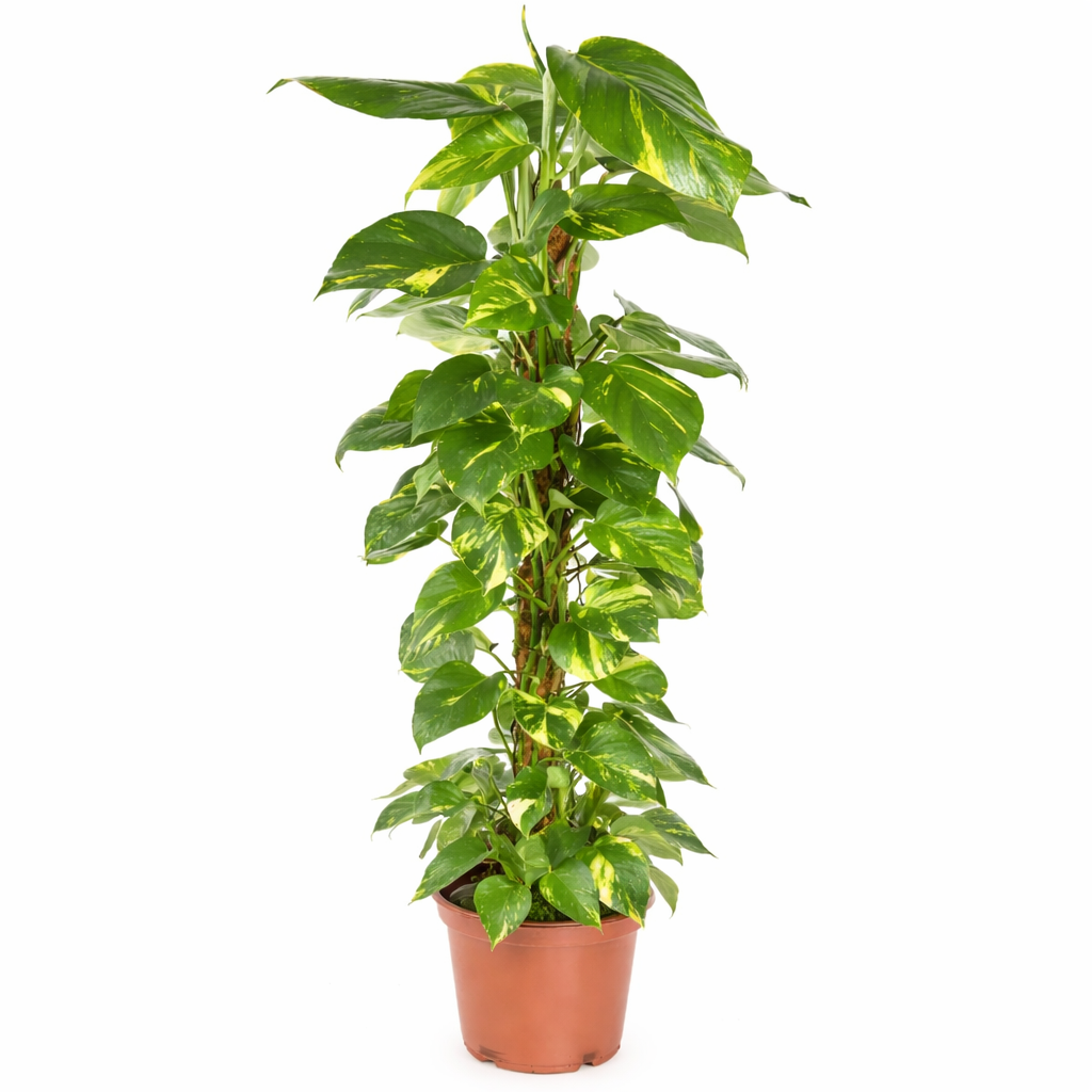 Epipremnum Pinnatum - Drakenstaart Ø21cm · H100cm