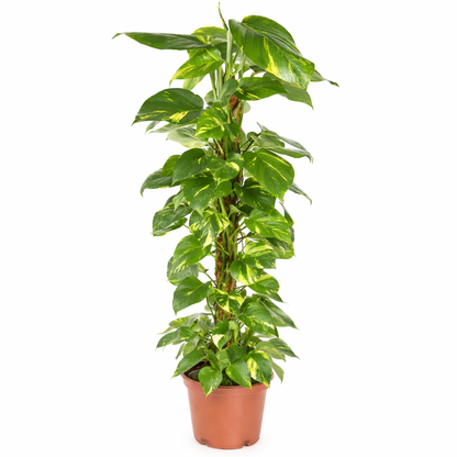 Epipremnum Pinnatum - Drakenstaart Ø21cm · H100cm