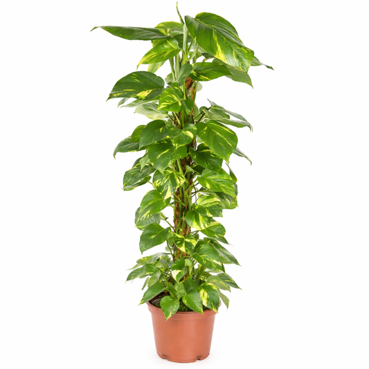 Epipremnum Pinnatum - Drakenstaart Ø21cm · H100cm