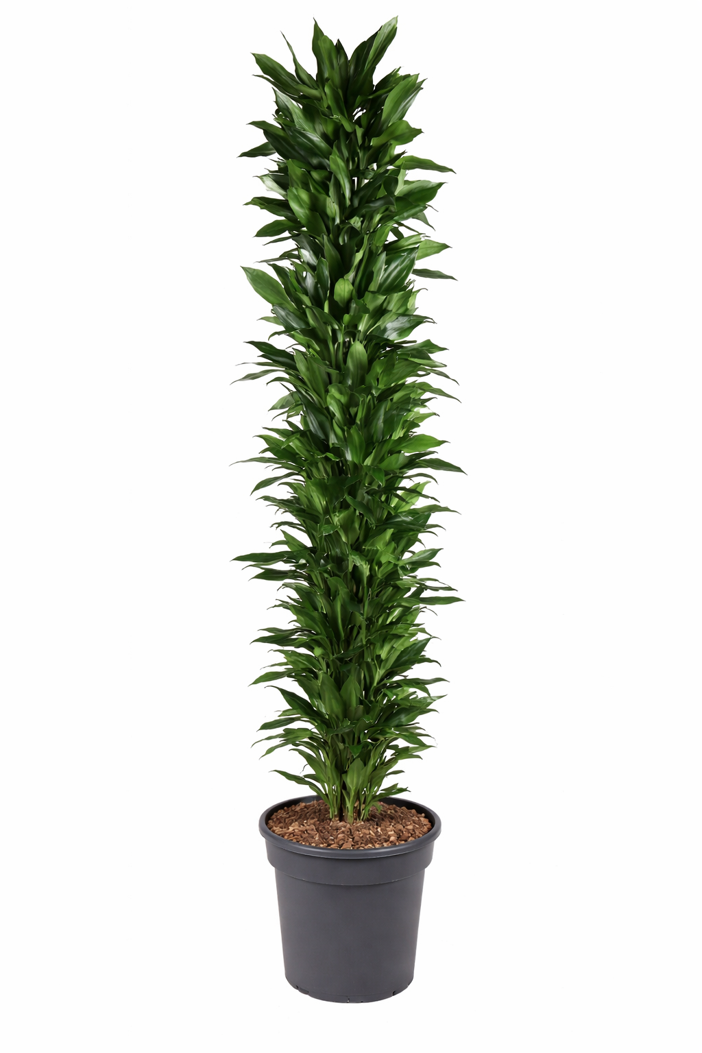 Dracaena Janet / Drakenbloedboom Ø48cm H250cm