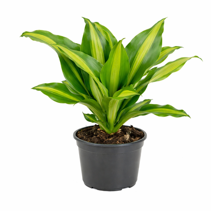 Drakenbloedboom Burley - Dracaena (Ø13cm, 40cm hoog)