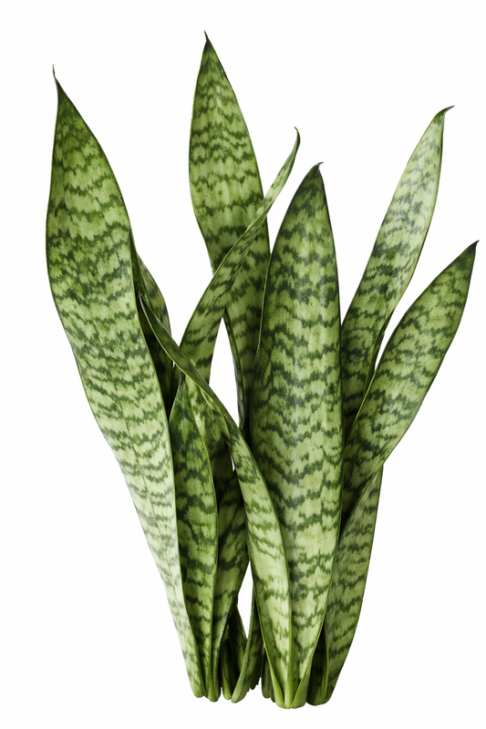 Vrouwentong - Sansevieria Zeylanica (Ø17cm, 60cm hoog)