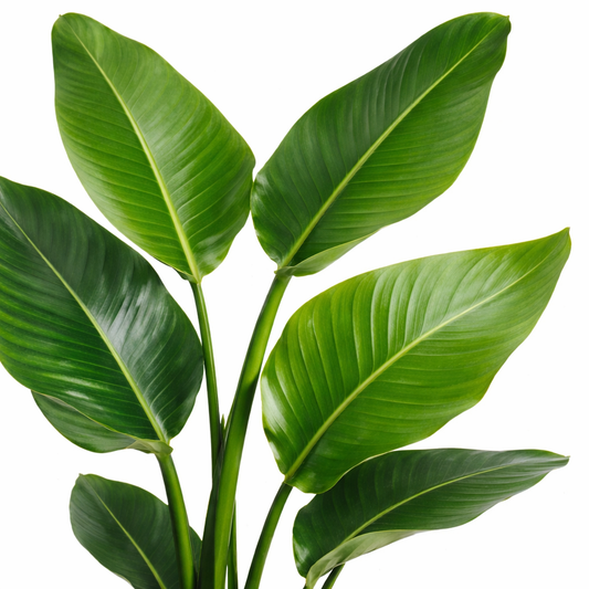 Strelitzia Nicolai / Paradijsvogelplant Ø31cm H140cm