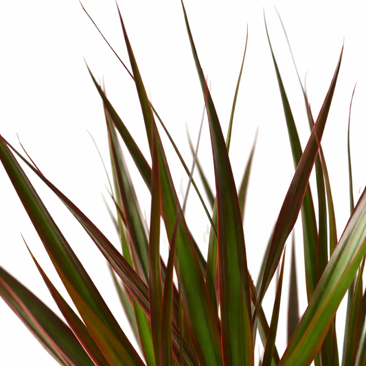 Dracaena marginata Magenta / Drakenbloedboom Ø27cm H180cm