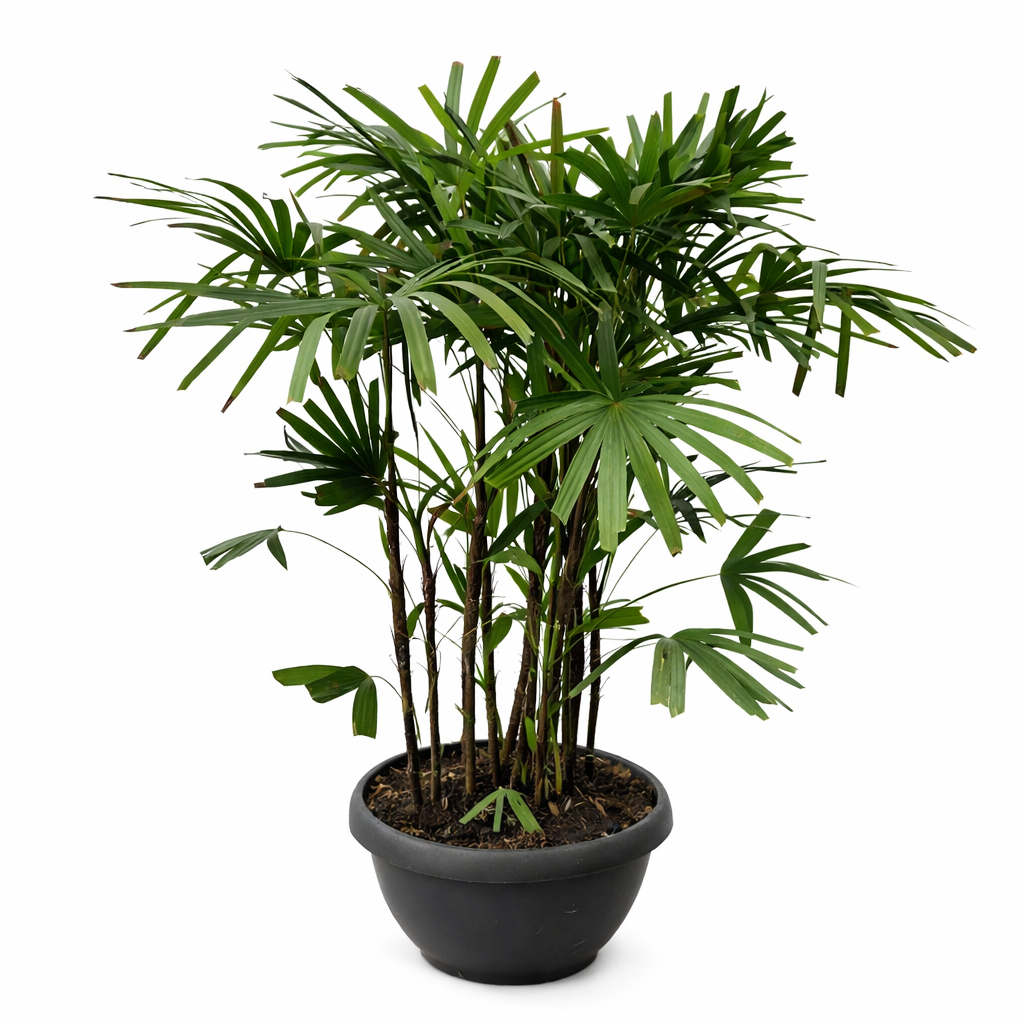 Stokpalm - Rhapis Excelsa (Ø72cm, 190cm hoog)