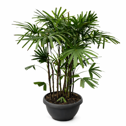 Stokpalm - Rhapis Excelsa (Ø72cm, 190cm hoog)