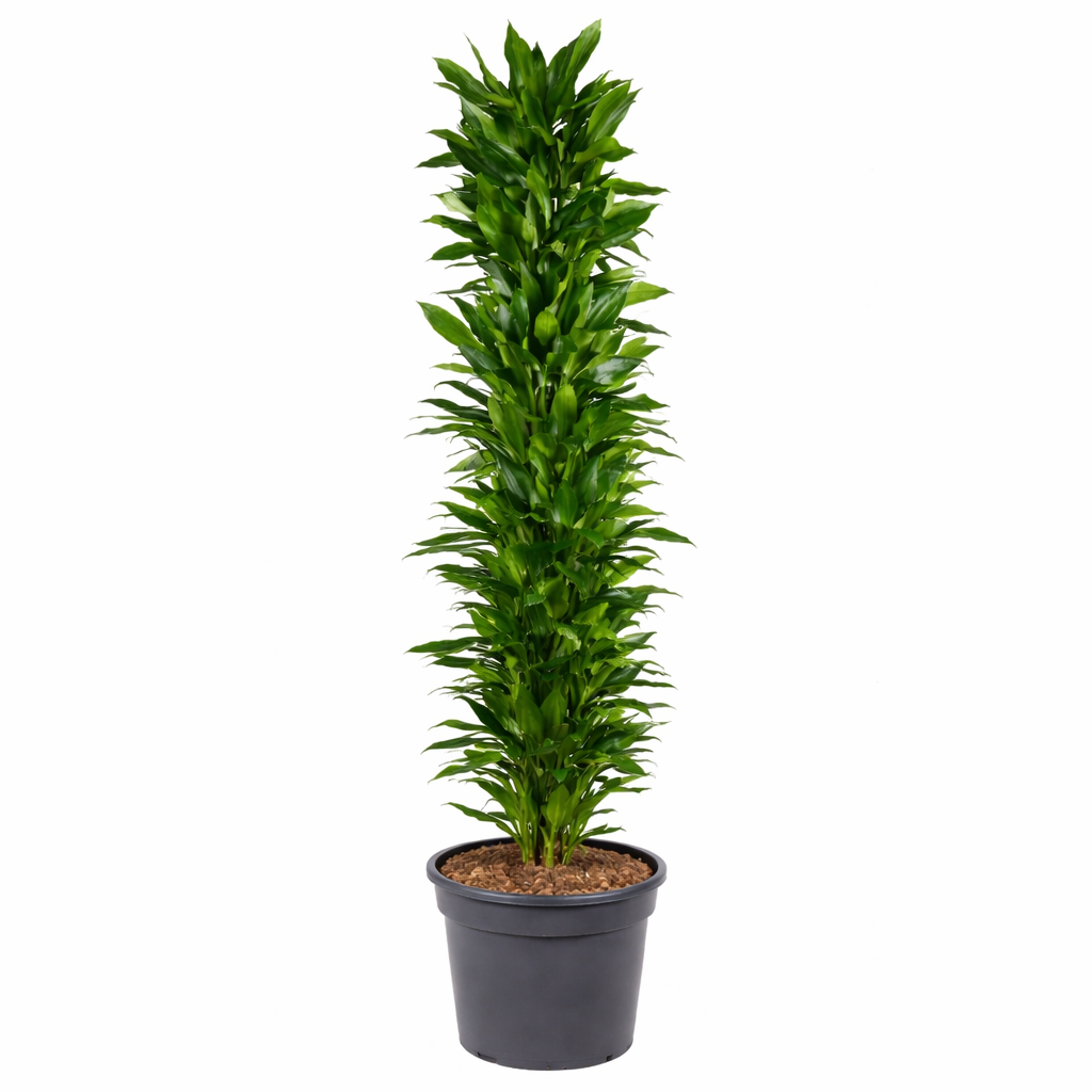 Dracaena Janet / Drakenbloedboom Ø48cm H250cm
